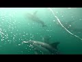 Sardine Run 2022 - Free Diving with Dolphins