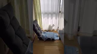 あずきを探せ！猫のかくれんぼ#8  #おもしろ猫動画  #かわいい猫動画  #かくれんぼ