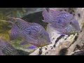 60 years of cichlids new favorite geophagus sveni