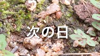 ハンミョウ幼虫のお片付け