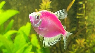 Amazing #MrBeast #Fish in My Planted #Aquarium | Colorful Fishes & Relaxing Natural #FishTank Tour