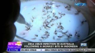 Zika virus infection in Australia following a monkey bite in Indonesia