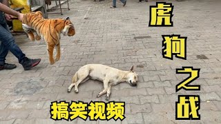 假老虎吓狗狗搞笑视频合集