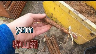 英国山药育苗(yam)如何用山药块种山药，切块，凉干伤口，埋入湿沙