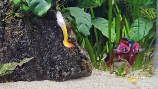 🐟Tangerine, My Betta Playing Hide \u0026 Seek 🐟😊