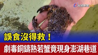 誤食沒得救！ 劇毒銅鑄熟若蟹竟現身澎湖巷道