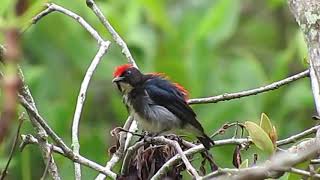 Scarlet backed Flowerpecker