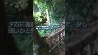 東久留米市 竹林公園の       湧水