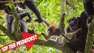 Are Chimpanzees Top Tier Predators?