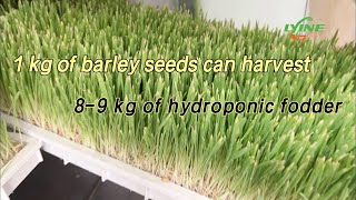 Detailed Planting Process of Hydroponic Fodder | You Can Easily Grow Barley Fodder at Home