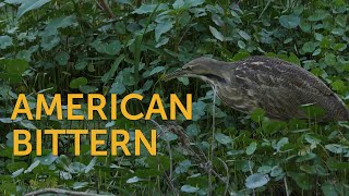 American Bittern