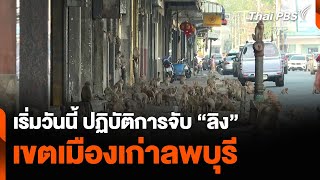 เริ่มวันนี้ ปฏิบัติการจับ “ลิง” เขตเมืองเก่าลพบุรี | วันใหม่ไทยพีบีเอส | 25 มี.ค. 67