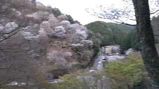 吉野山（七曲坂）桜\u0026夜桜ライトアップ