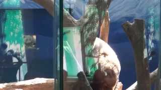 2014041809帥團團The Giant Panda Tuan Tuan