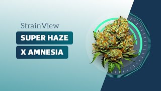 Super Haze X Amnesia - StrainView