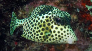 Facts: The Spotted Trunkfish