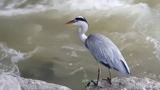 왜가리 Grey Heron hunting 왜가리의 사냥 성공 ☆☆☆ 깊은물에서의 사냥은 너무 힘들다