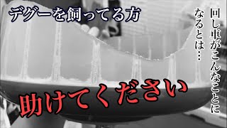 【デグー】デグーを飼ってる方へ。回し車に関する切実なご相談です。#デグー　#回し車　#破壊神