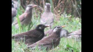 ２０１７福岡青葉公園　夏の花と小鳥と風景に癒される散歩！スライドショー