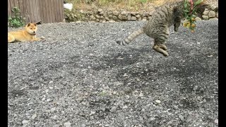 【小梅】娘お手製の花飾りを付けて跳ぶ小梅ちゃん Today's cat 2019/04/13