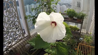 Rose Mallow Time Lapse