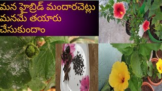 86 - మందార పూలకి హ్యాండ్ పోలినేషన్ తో //Seeds//ఎలా  సేకరించాలి.