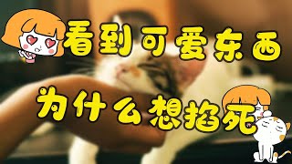 撸猫还是掐猫？看到可爱的东西，为什么就想去掐死【不正经学姐】