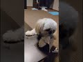 チャッピーちゃれんじ チワズー 犬