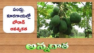 Boran Deficiency in Horti Crops || ETV Annadata