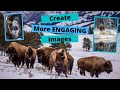 Improve your Wildlife Photography with engaging photos. A day photographing Bison in Yellowstone