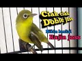 PANCINGAN KECIAL KUNING CIAK CIAK DOBLE JOSS KICAU ALAM | 100% JAMINAN BIKIN KECIAL NYAUT RAJIN JOSS