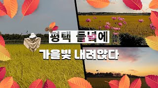 평택 들녘🎑에 가을빛🍁 내려앉다 / 미디어크리에이터