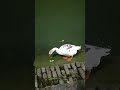 beautiful 😍 swan 🦢🦢 couple ❤ enjoying romantic 🌹 evening walk and snacks ✨ like share subscribe