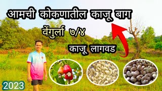 Cashew plantation | आमची कोकणातील काजूची बाग | काजू लागवड | #viral #कोकण