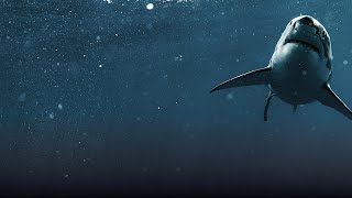 Ocean Encounters: Sharks!