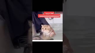 القط يتكلم عربي هههههه