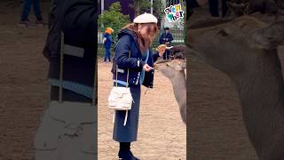 鹿に餌を与える優しい観光客🫎NARA  PARK