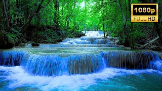 Nature Sounds 4K 🌿 Relaxing River Sounds, Beautiful Forest Sound, Peaceful Birds Chirping, Natural
