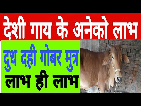देशी गाय के अनेकों फायदे / cow milk benifit in india. देशी गाय के अनेकों फायदे / cow milk benifit in india.