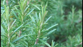 Rosemary 101 - Health Benefits