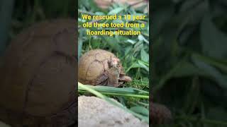 Three toed box turtle rescue slowly getting adjusted to outdoor living