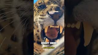 Terrifying Encounters with a Jaguar in the Jungle at Night Caught On Camera  @joerogan