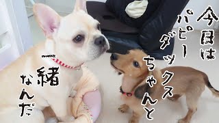 今日はパピーダックスちゃんと一緒なんだ　🐶ひみつきちなう！#1🐶  (チワワ フレンチブルドック ミニチュアダックス) 2020年8月22日