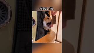 This dog opens its mouth and eats when he wakes up. 这狗子饭来张口，睡醒了就是吃