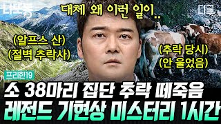 [#프리한19] (1시간) 🐘코끼리 350마리 떼 죽음의 원인은?! 전 세계에서 발생하는 동물들의 집단 폐사 미스터리😧