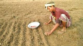 মূল কাটা পেঁয়াজ লাগালাম | Onion Cultivation | Village Vlogger Humayon