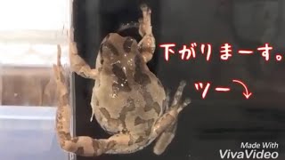 ずり落ちながらも必死に脱皮し続けるアマガエル。〜Molting of tree frog〜