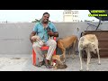 💥top quality home 🏡 breeding kanni chippiparai dogs aranisirinivasan nativebreed indianbreed