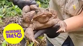 Meet 'Toadzilla' one of the largest toads ever discovered 🐸💪 | SWNS