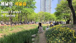 [4K] 올해 서울숲 튤립 망했어요  Seoul Forest Spring (17.April.2022, 6~22℃) (with closed caption, Eng sub)